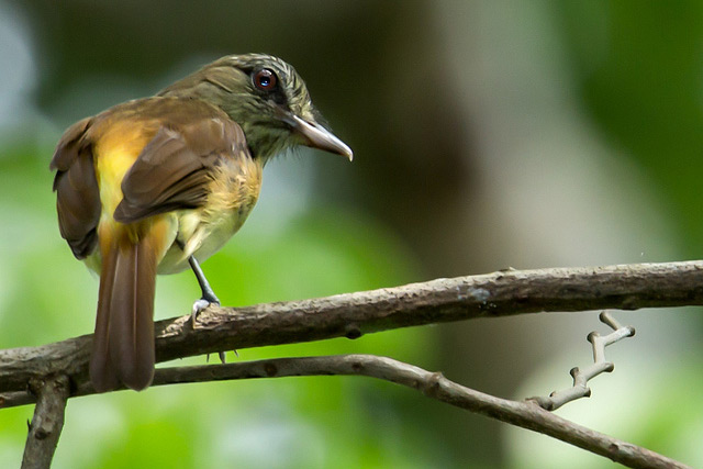 Bird in the Metropolitan Park in Panama